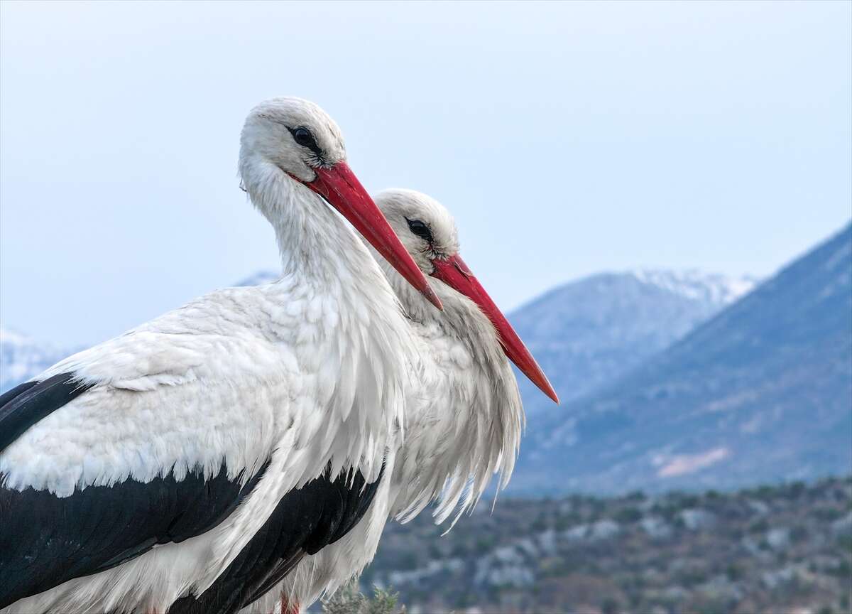Konya’da doğanın en zarif nöbeti! Leylekler Vadisi’nde kuluçka heyecanı 10
